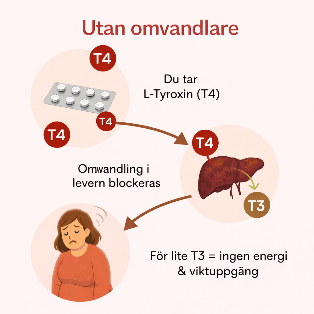 Sköldkörteloptimerare